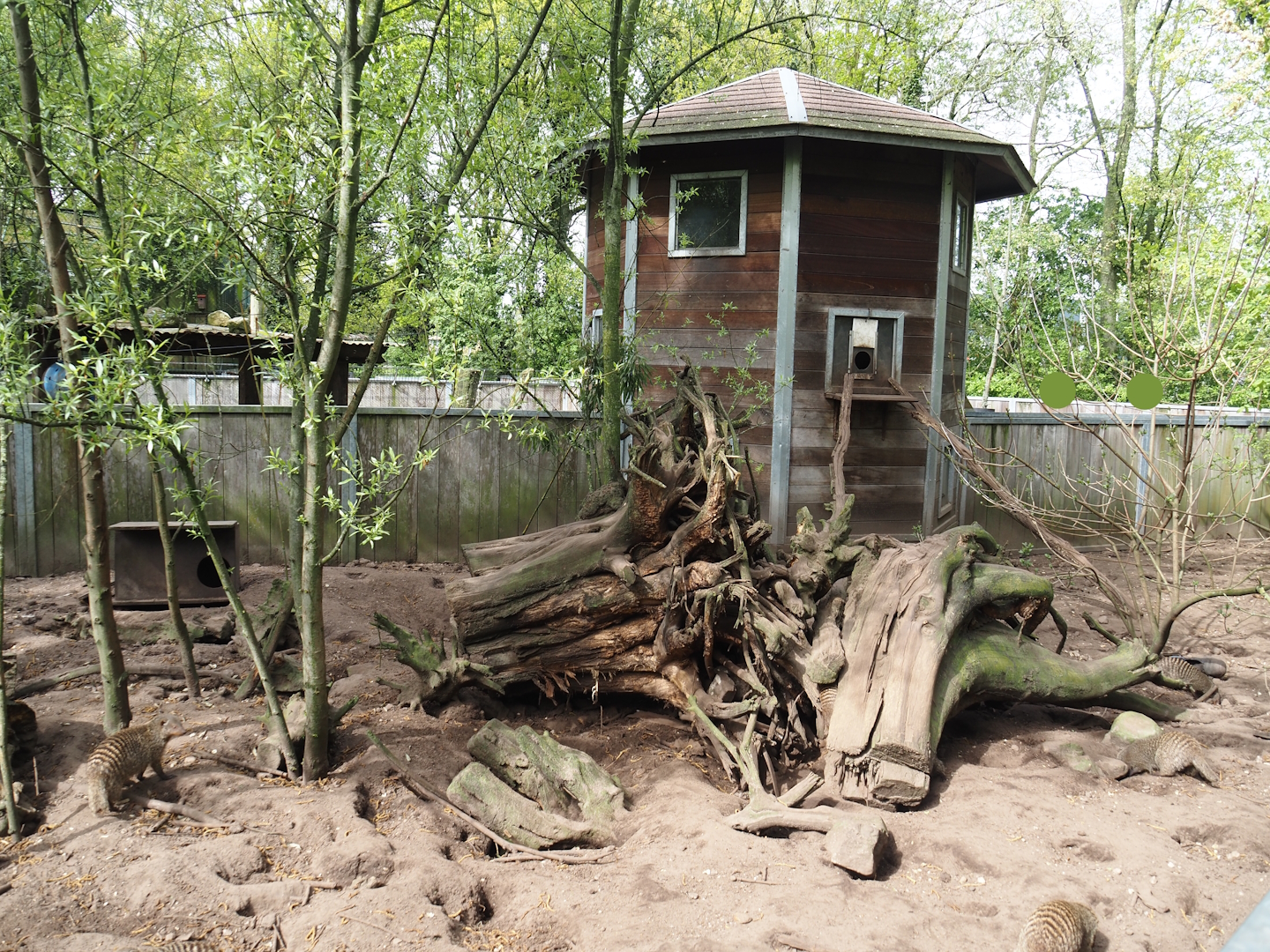 Banded mongoose exhibit, 2024-04-14