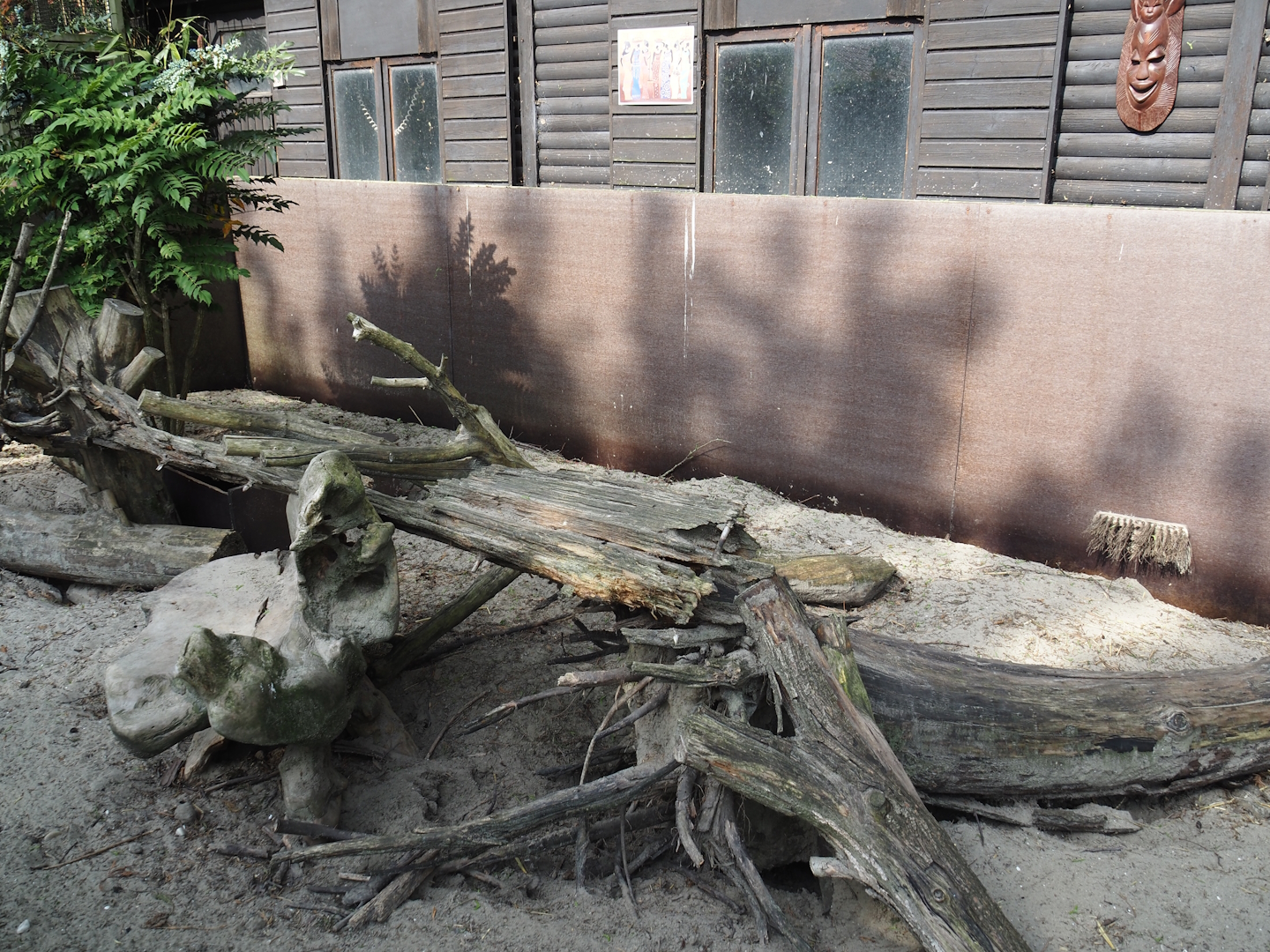 Banded mongoose exhibit, 2024-05-11