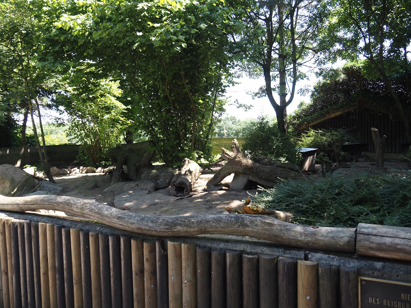 Banded mongoose exhibit, 2024-06-08