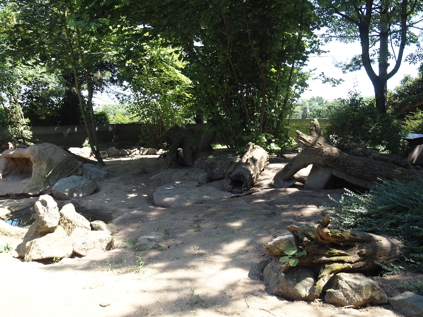 Banded mongoose exhibit, 2024-06-08