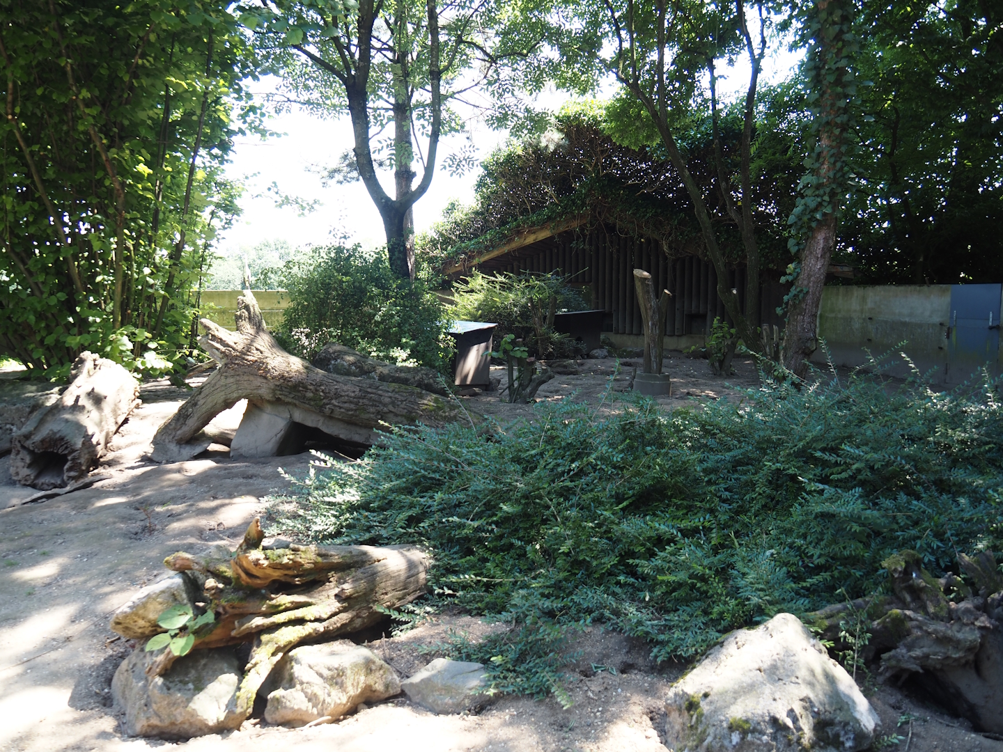 Banded mongoose exhibit, 2024-06-08