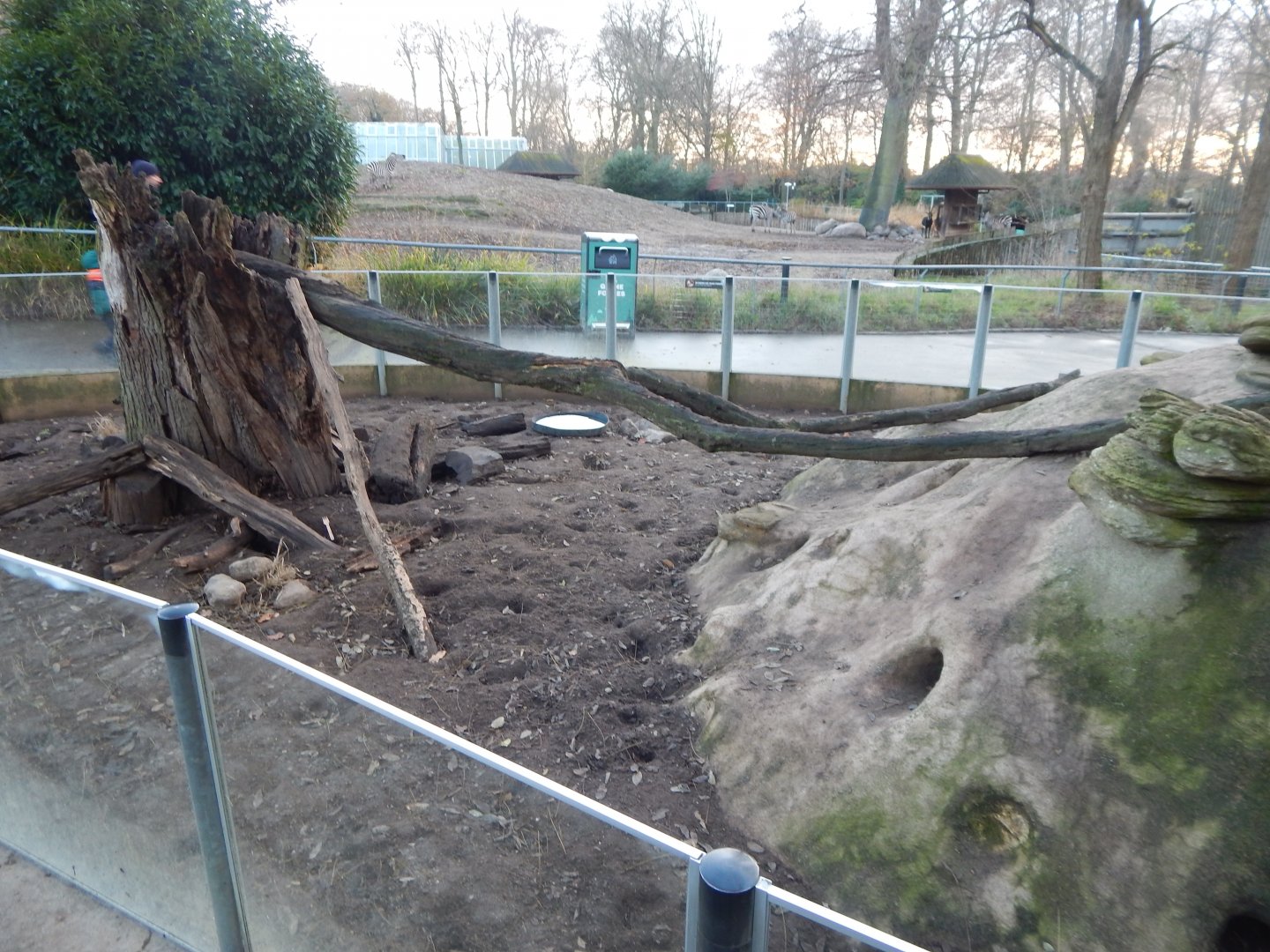 Banded mongoose exhibit 261124