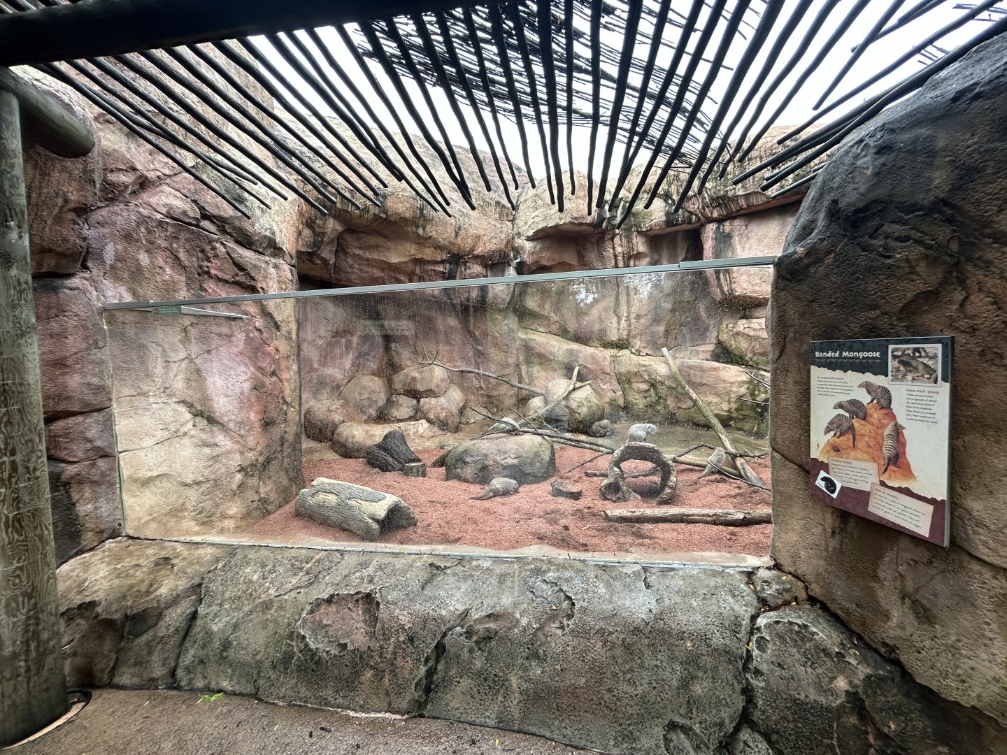 Banded Mongoose Exhibit - African Journey