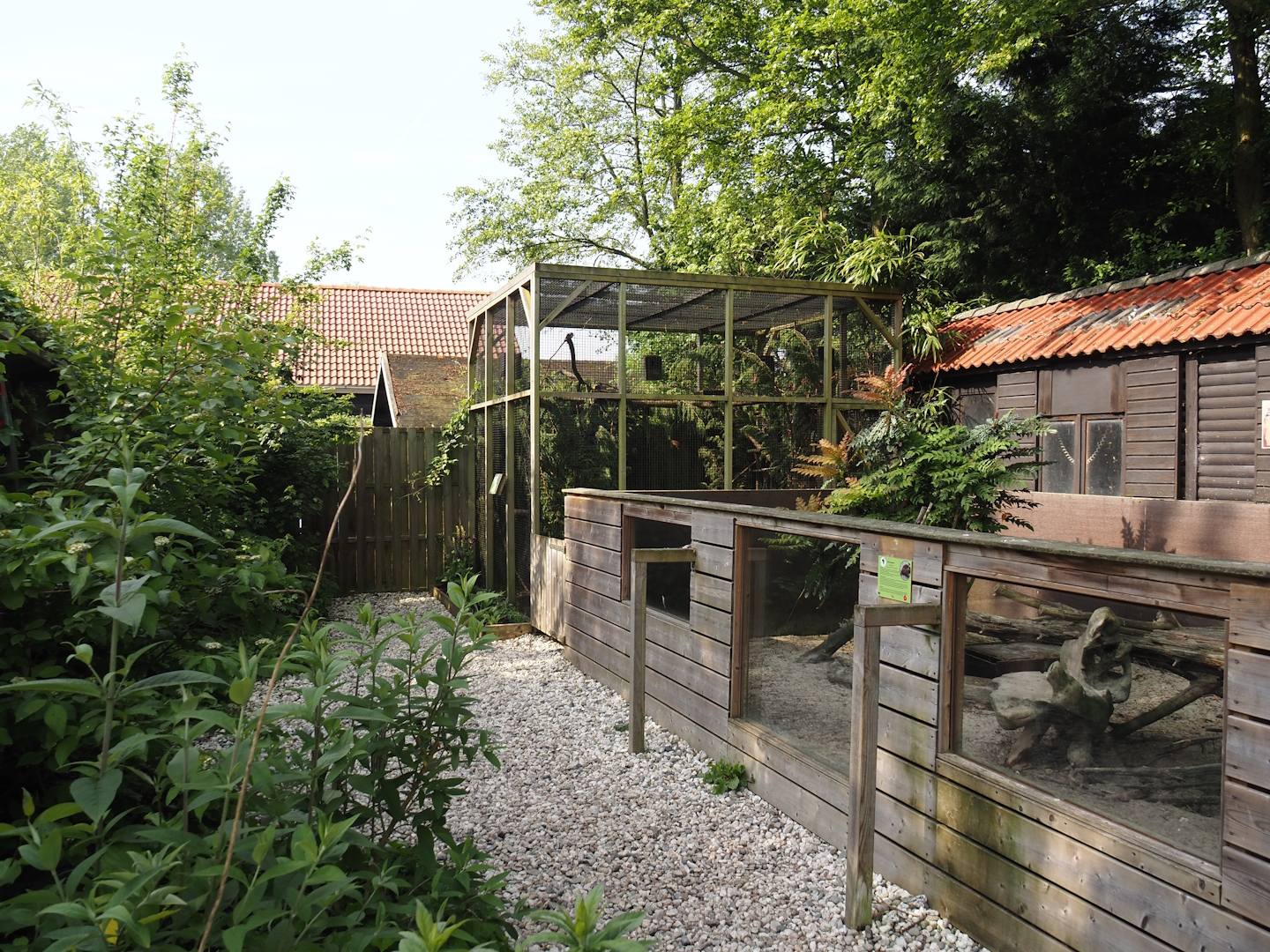 Banded mongoose exhibit and North American red squirrel exhibit, 2024-05-11