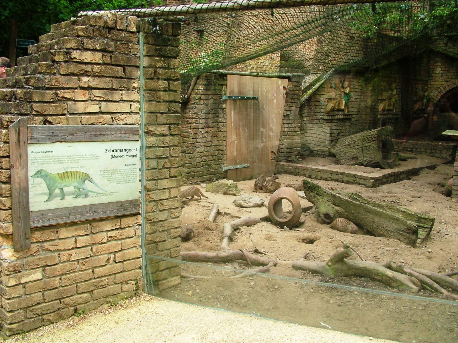 Banded Mongoose Exhibit at Amersfoort, 01/06/12