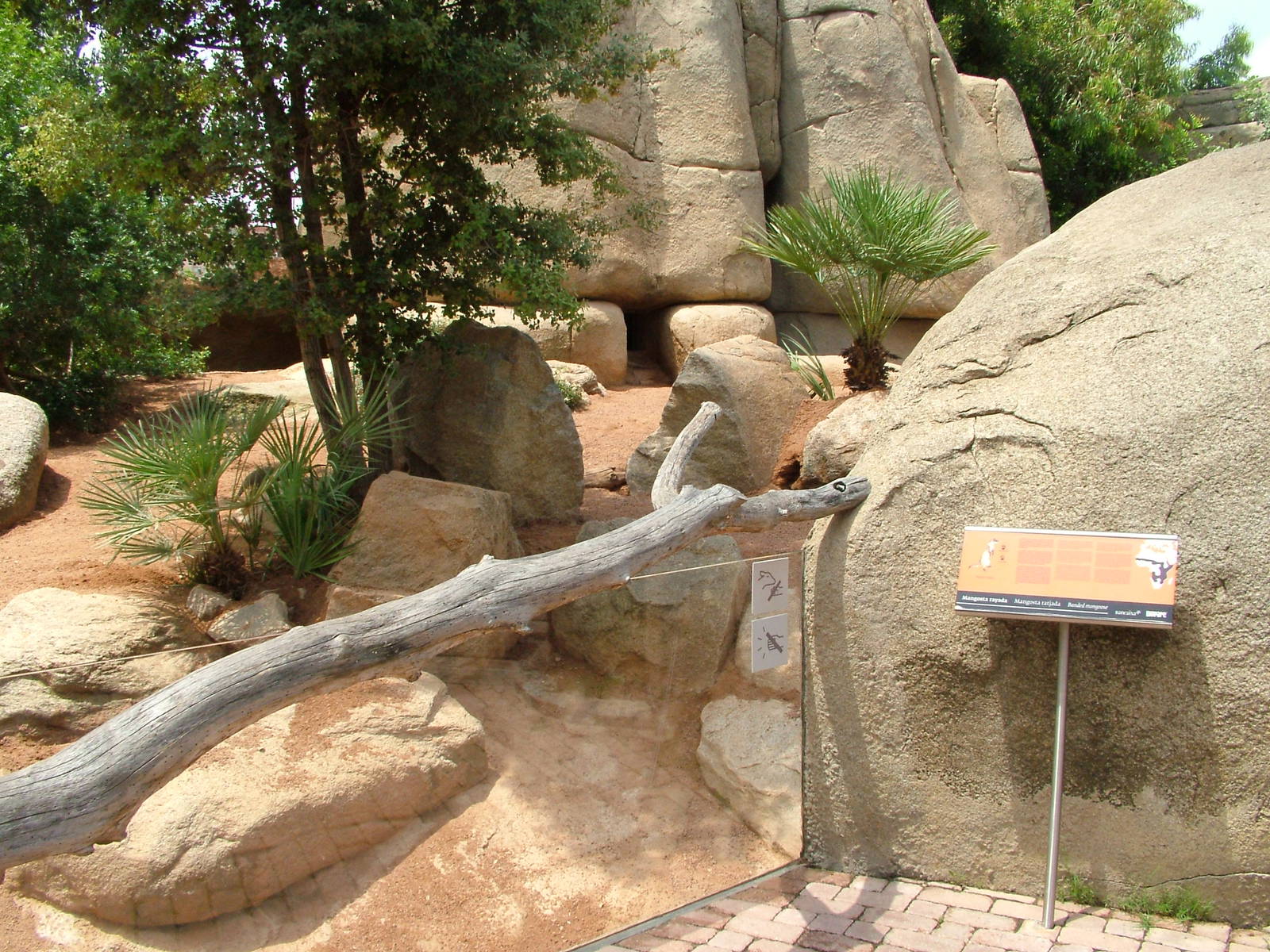 Banded Mongoose Exhibit at Bioparc Valencia, 28/05/11
