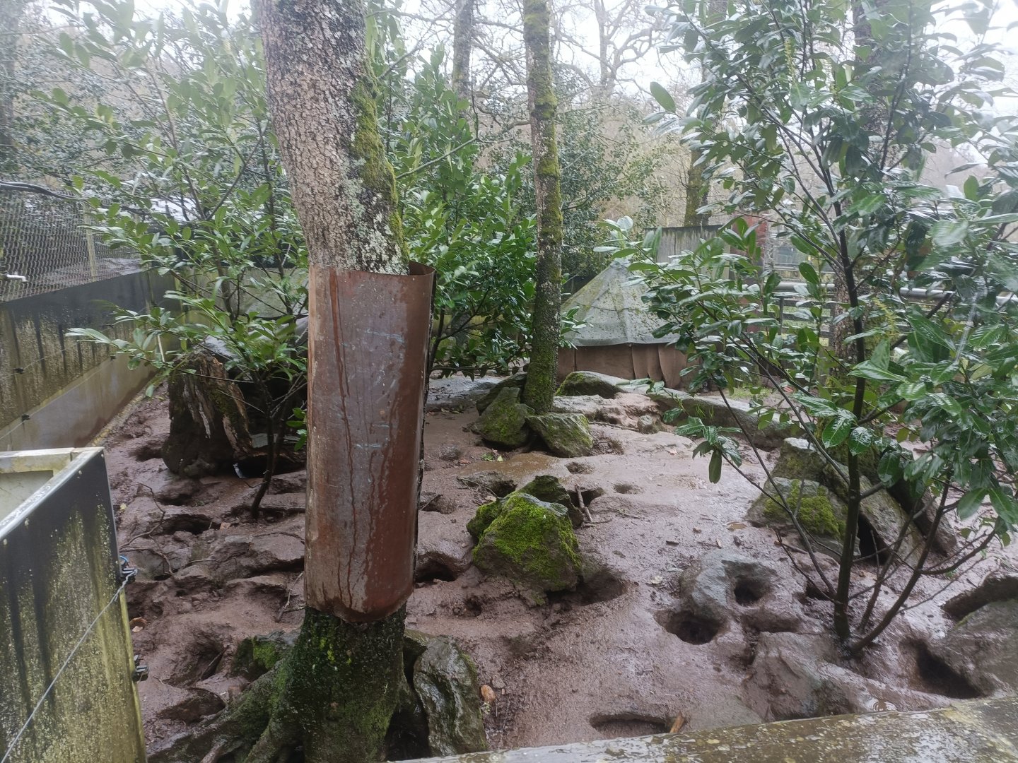 Banded mongoose exhibit -Marcelle Naturaleza