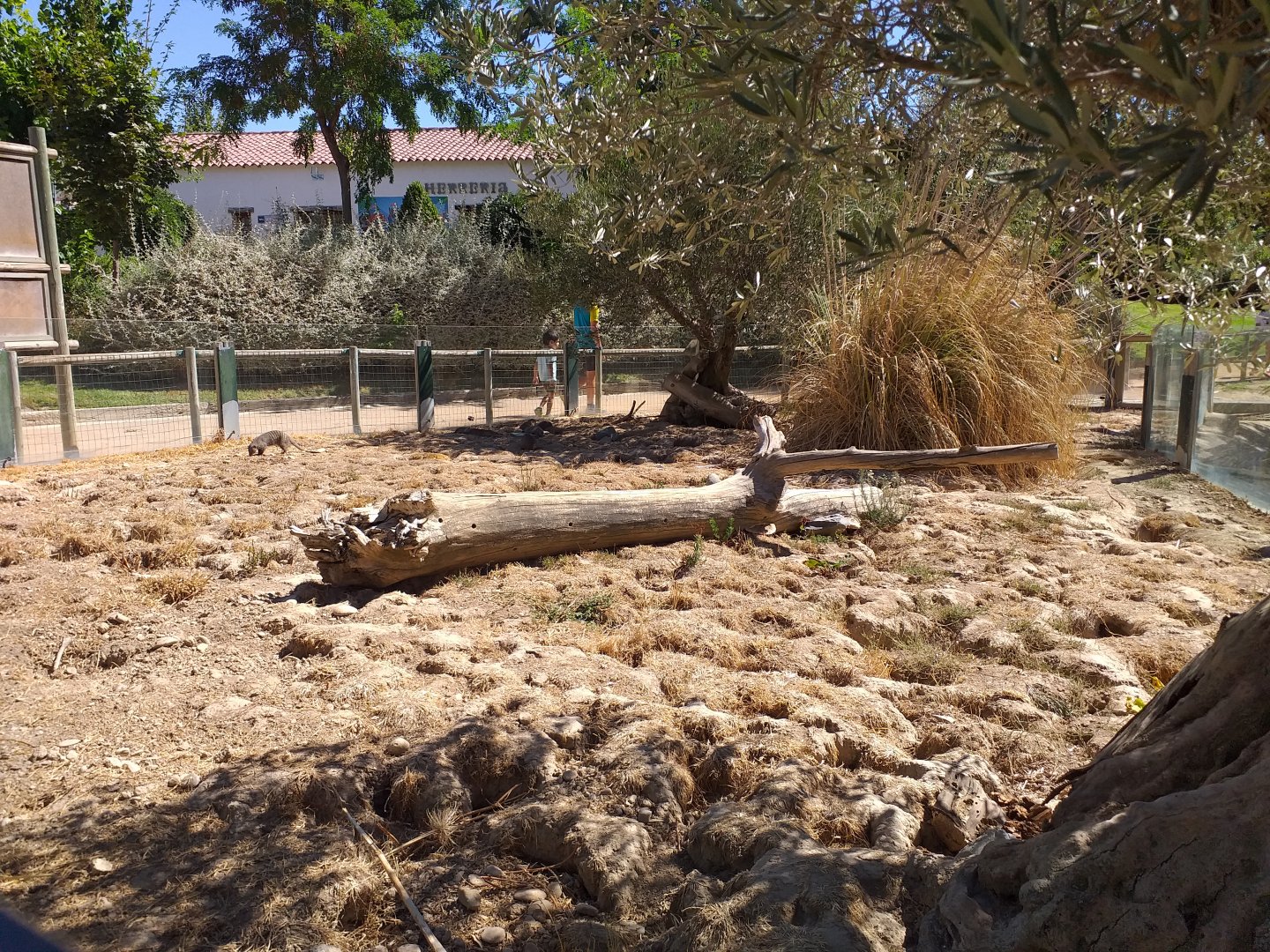 Banded mongoose exhibit  -Sendaviva (2020)