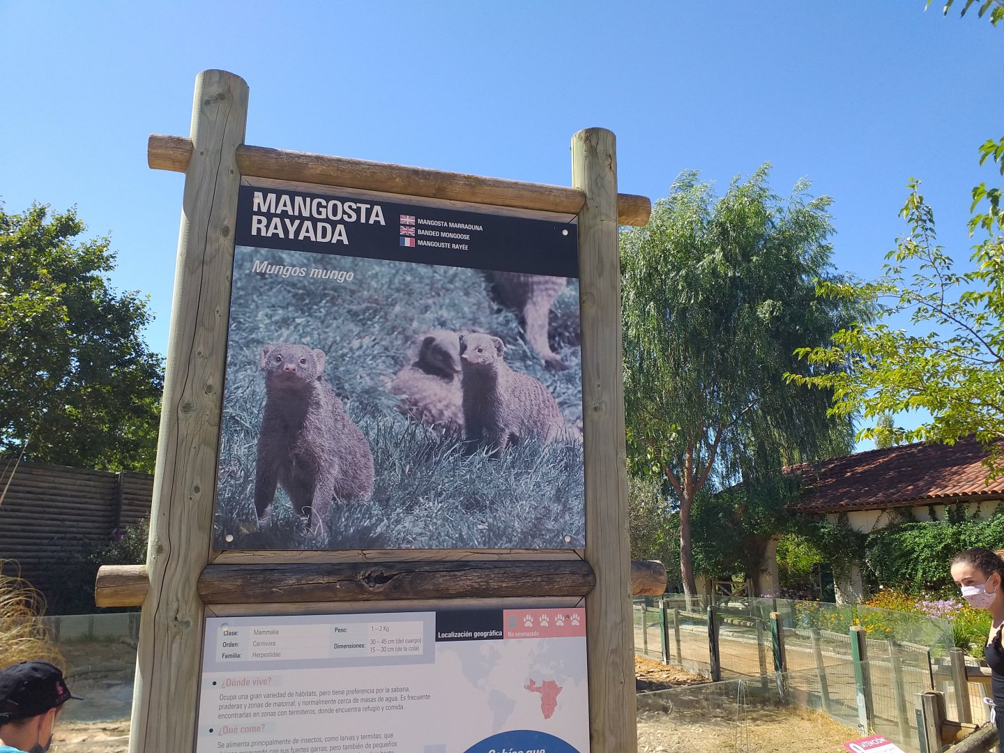 Banded mongoose exhibit  -Sendaviva (2020)