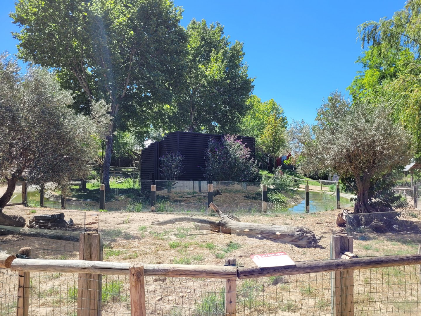 Banded mongoose exhibit -Sendaviva (2024)