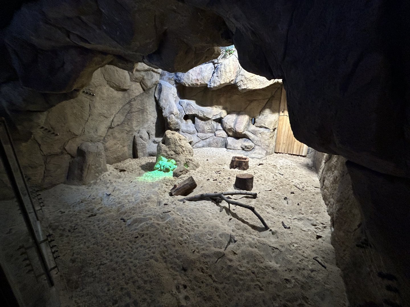 Banded Mongoose Exhibit - Tanganyika House