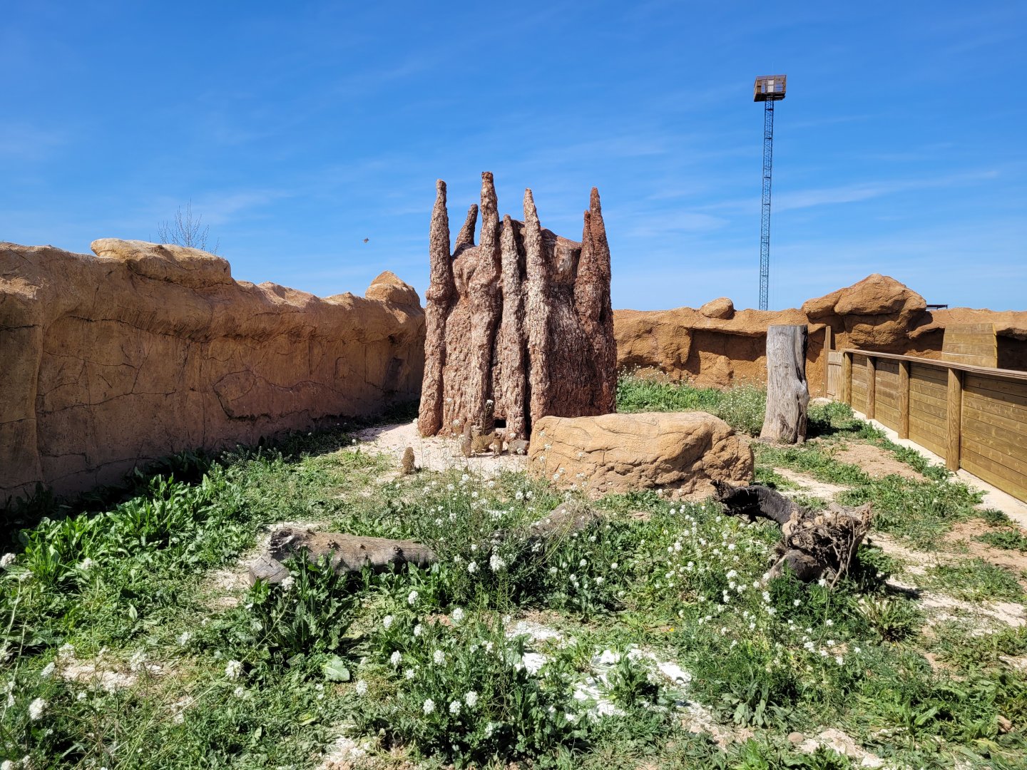 Banded mongoose exhibit -Tierra Rapaz (2024)