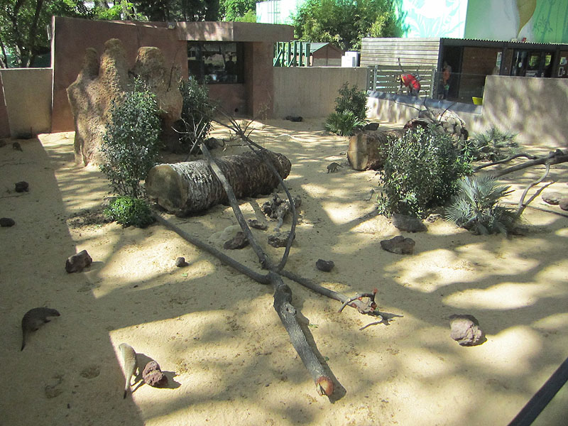Banded mongoose exhibit - Zoo Barcelona