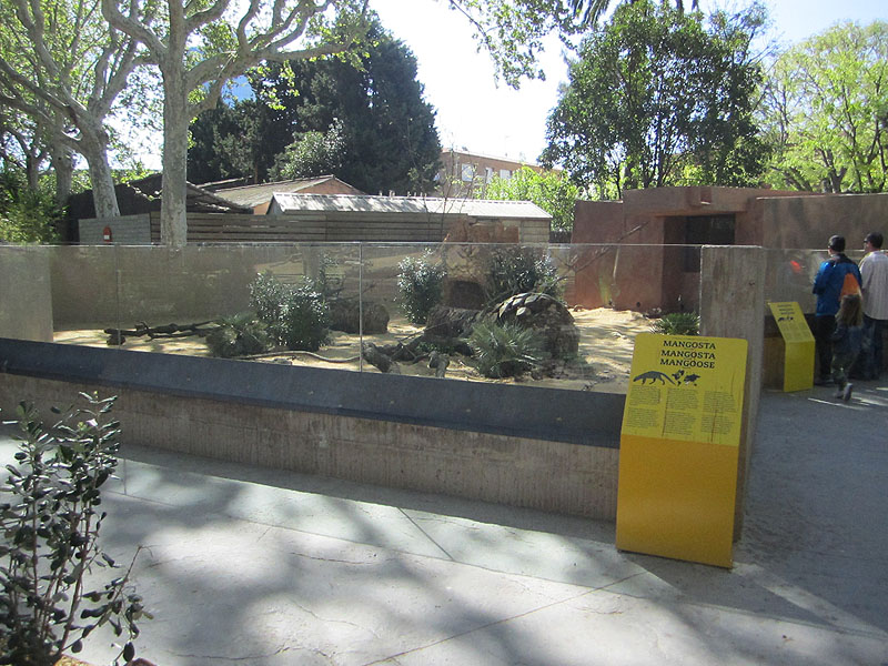 Banded mongoose exhibit - Zoo Barcelona