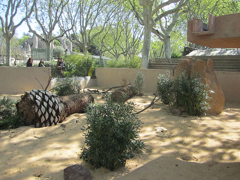 Banded mongoose exhibit - Zoo Barcelona