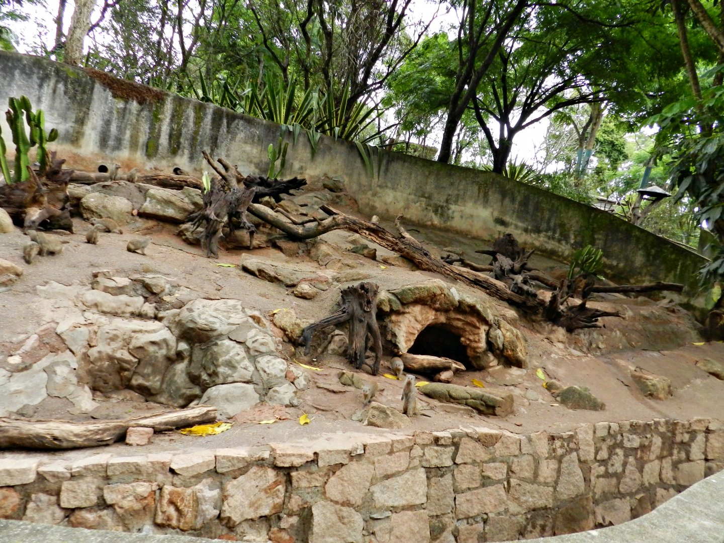 Banded mongoose exhibit - Zooparque Itatiba