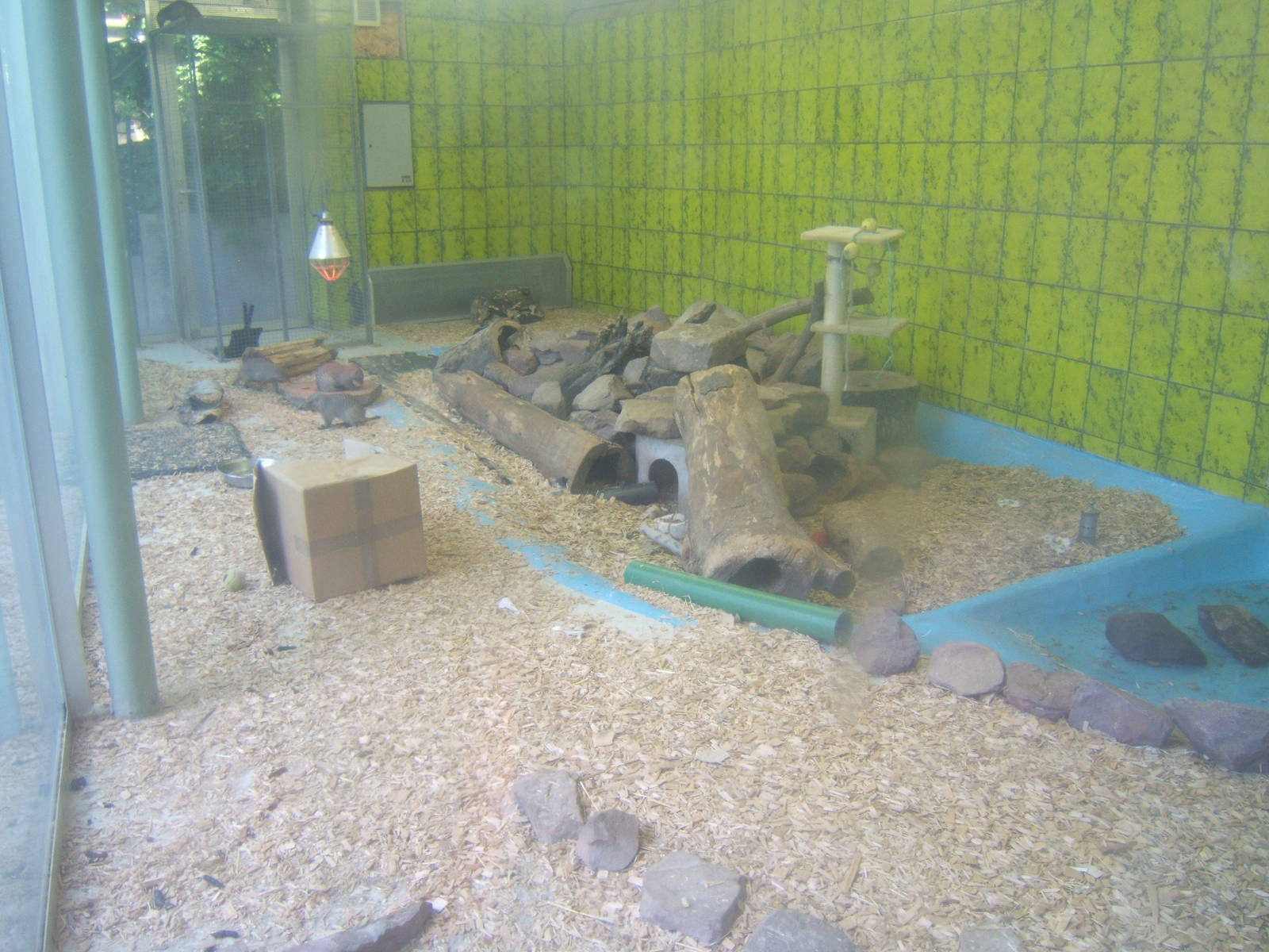 Banded Mongoose exhibit