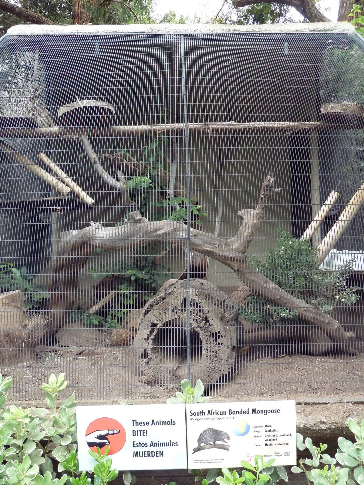 Banded Mongoose Exhibit