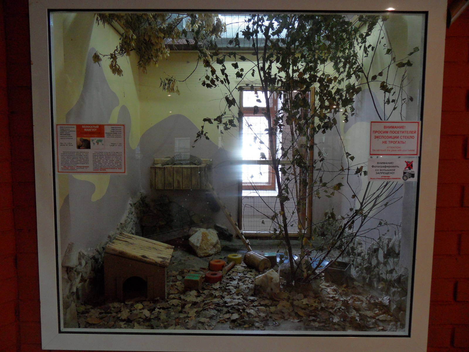 Banded mongoose exhibit