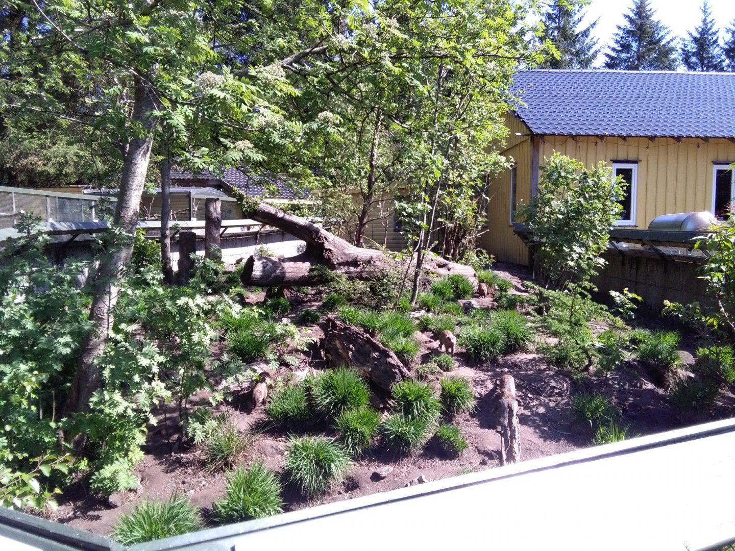 Banded mongoose exhibit