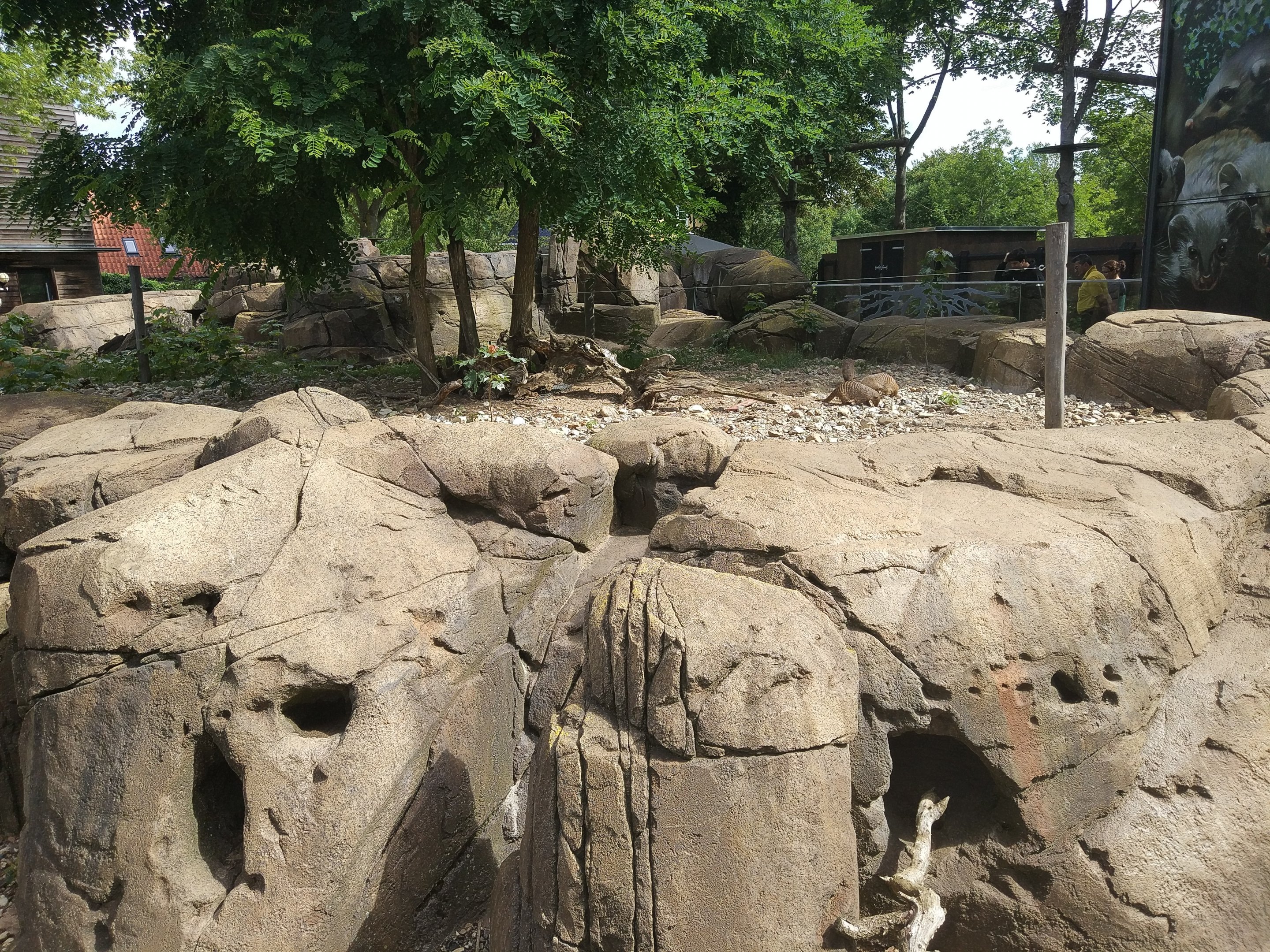 Banded Mongoose Exhibit