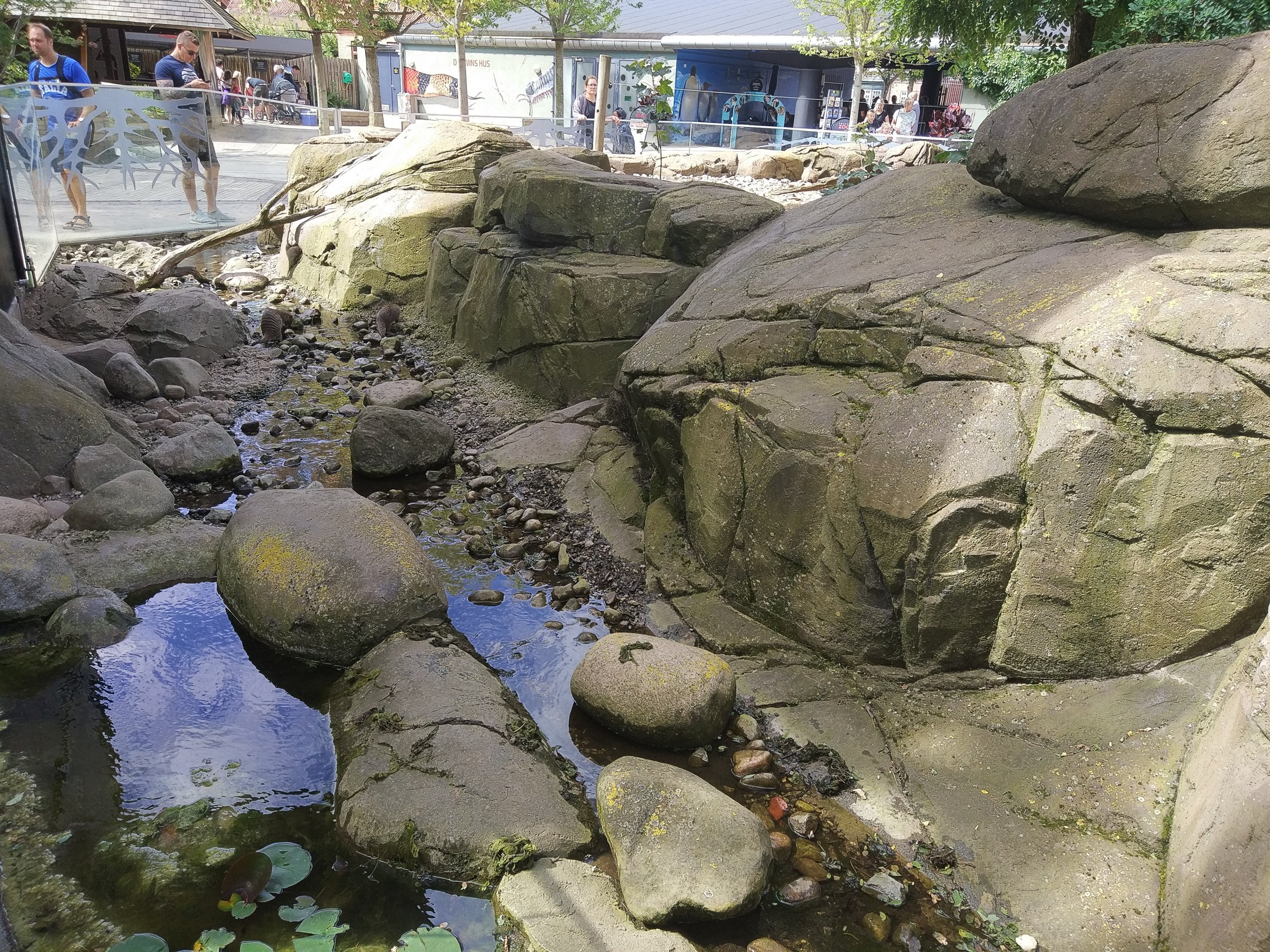 Banded Mongoose Exhibit