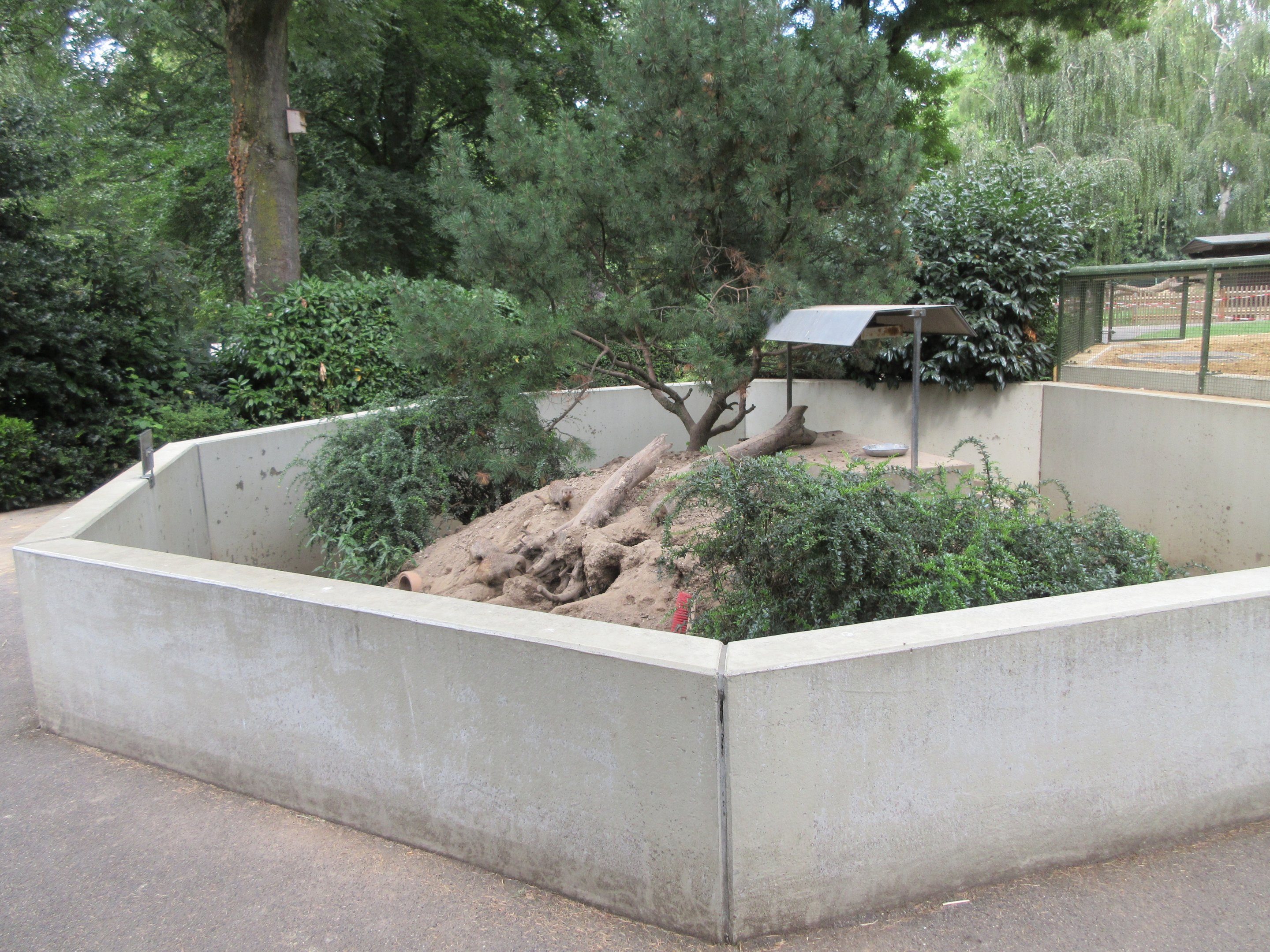 Banded Mongoose Exhibit