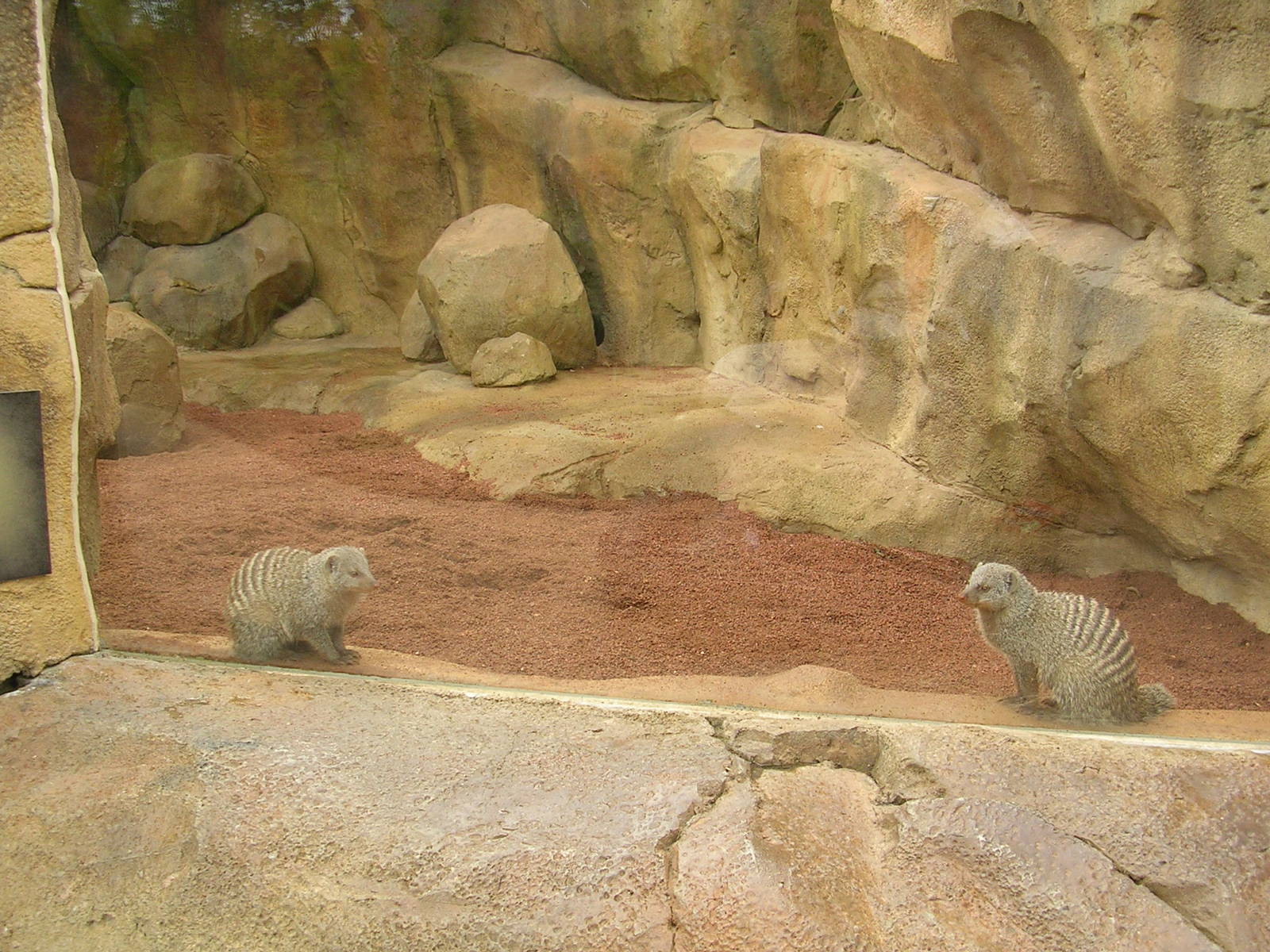 Banded mongoose exhibit