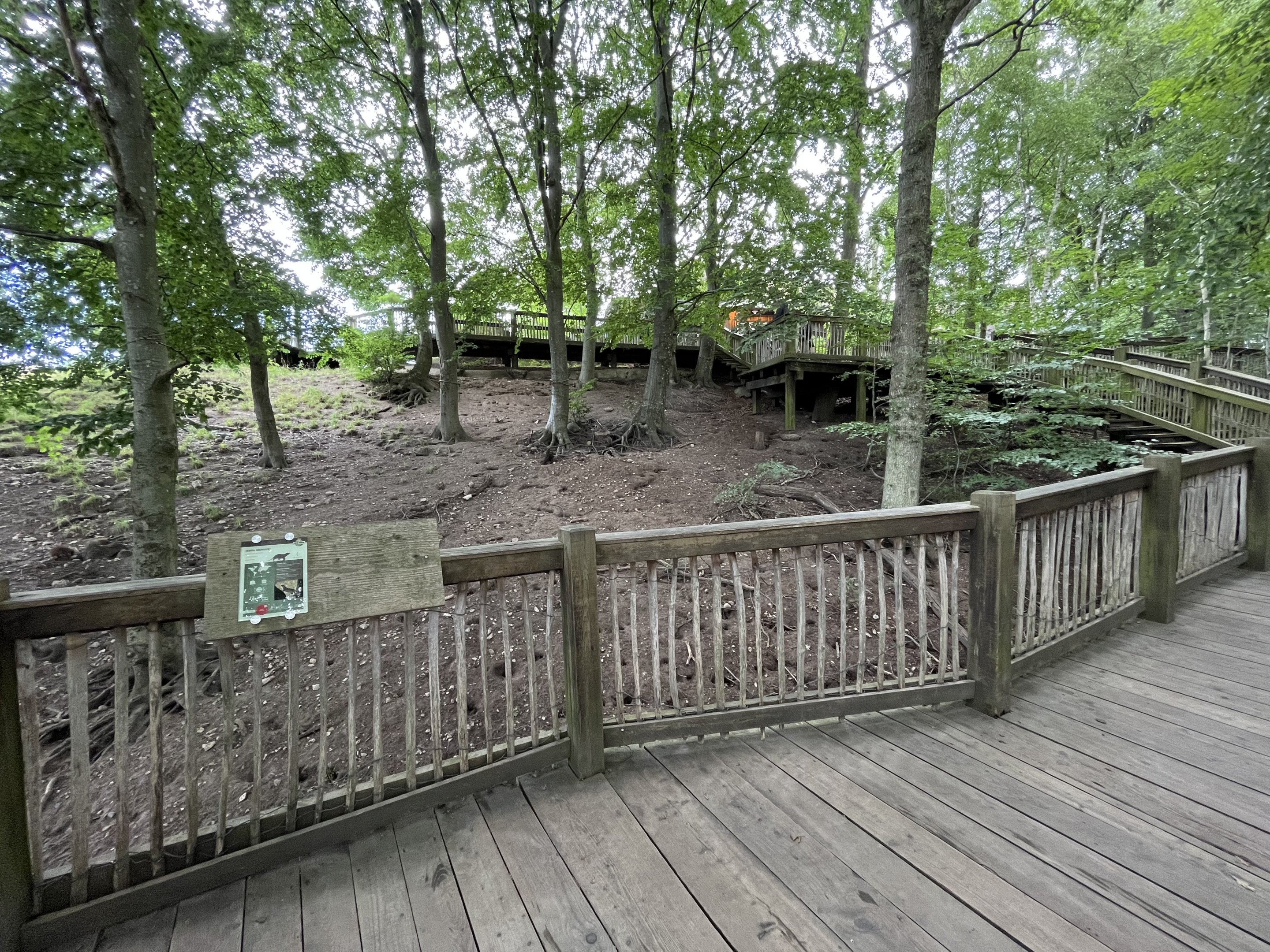 Banded Mongoose Exhibit
