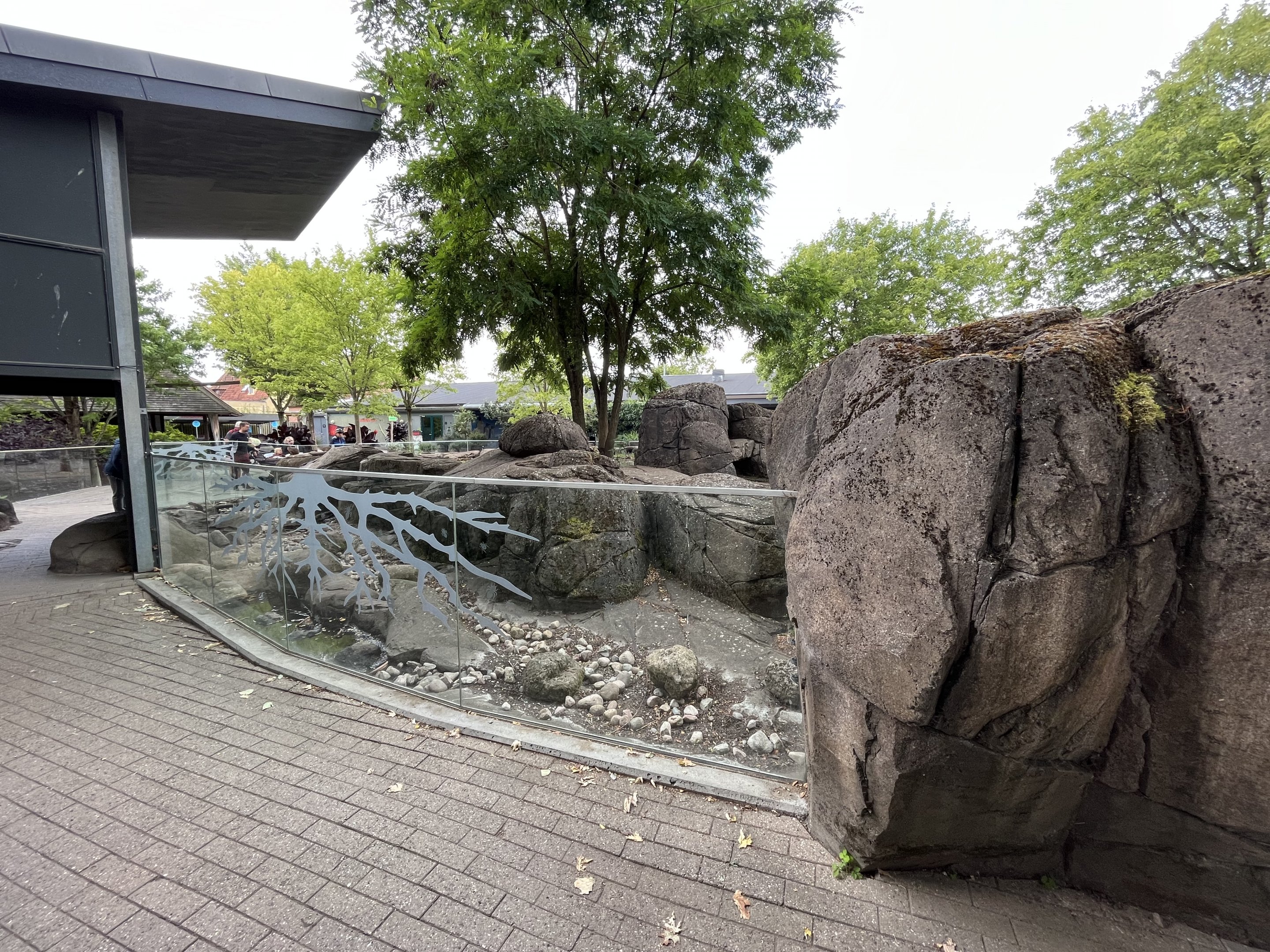 Banded Mongoose Exhibit