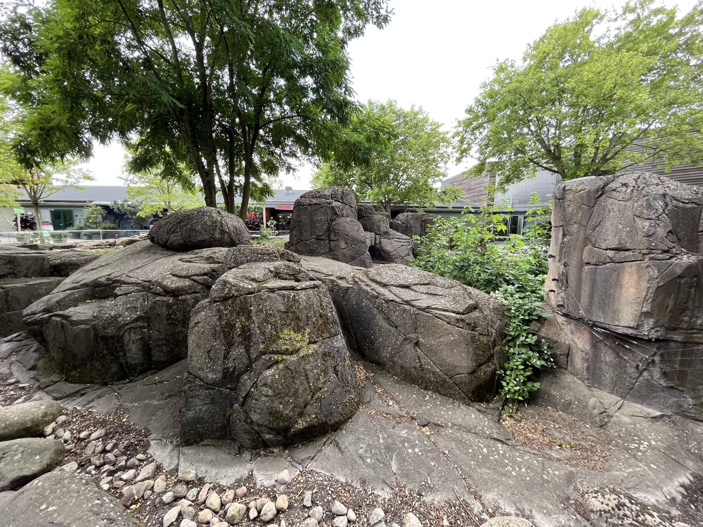 Banded Mongoose Exhibit