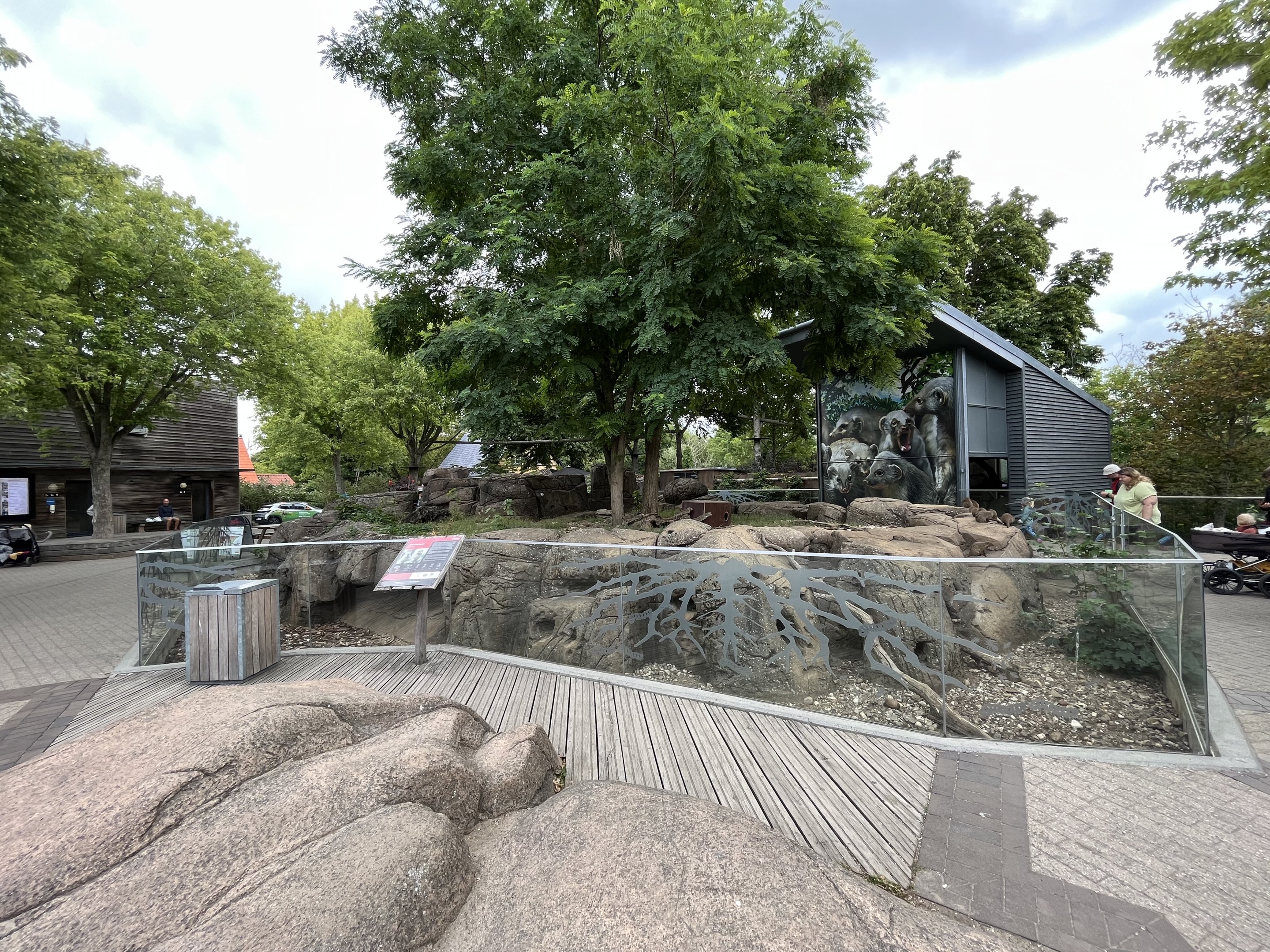 Banded Mongoose Exhibit