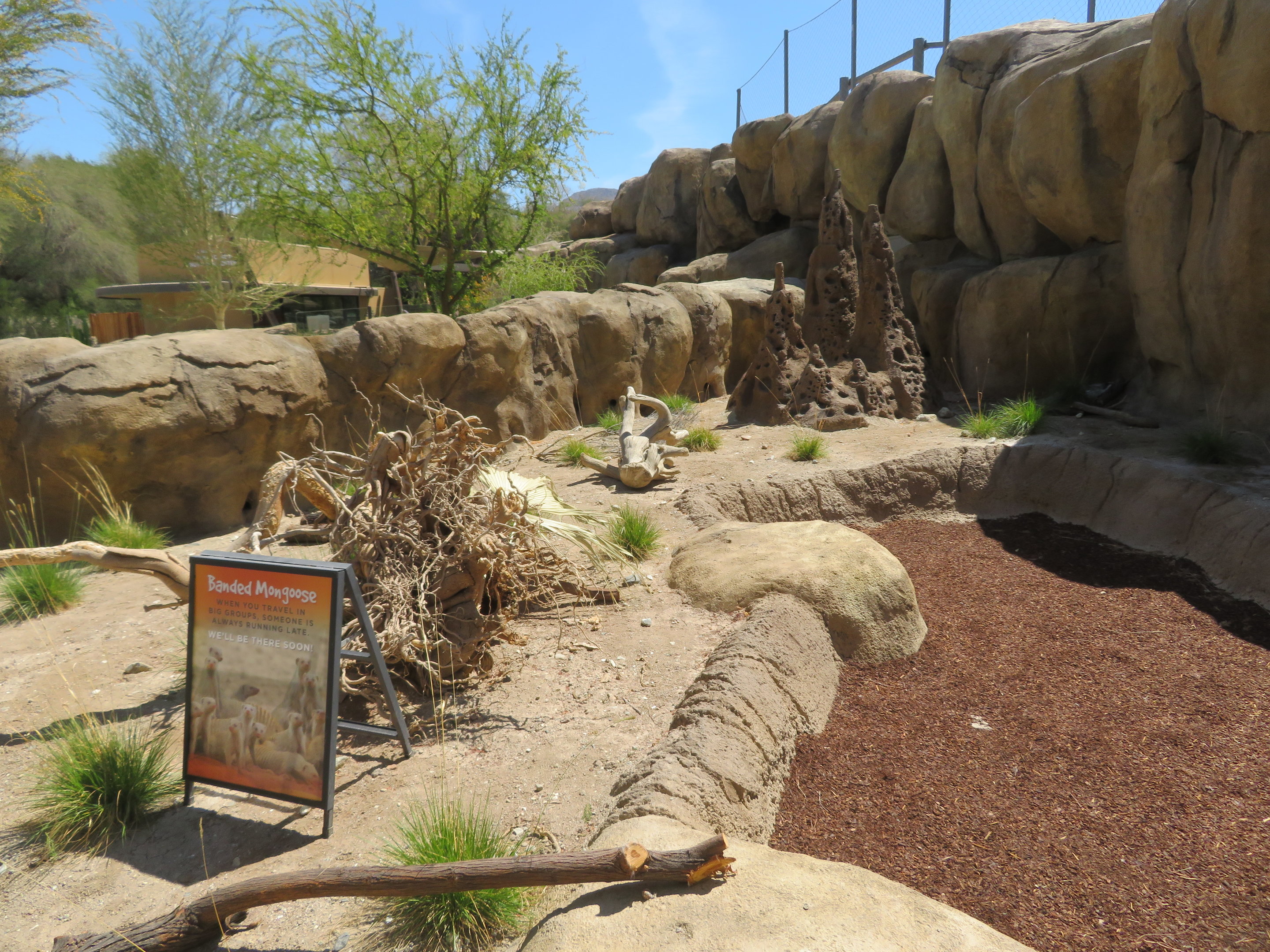 Banded Mongoose Exhibit