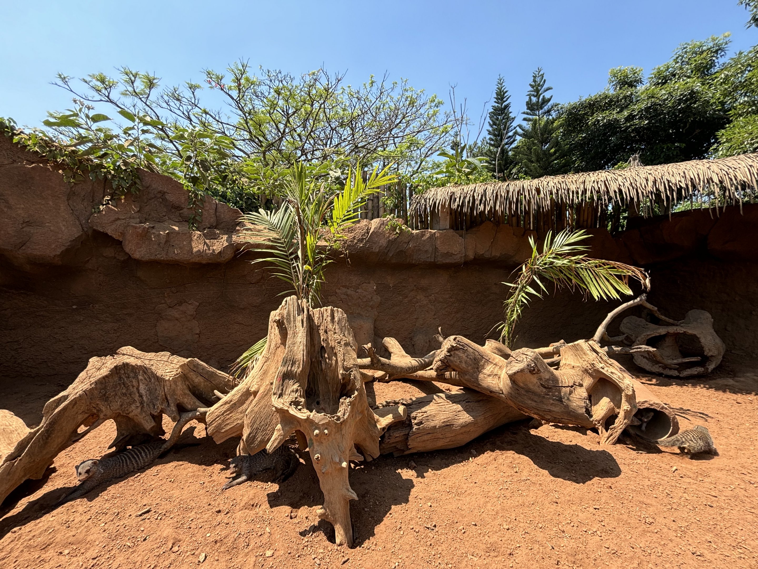 Banded Mongoose Exhibit