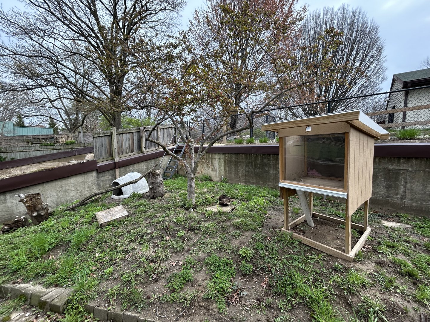 Banded Mongoose Exhibit