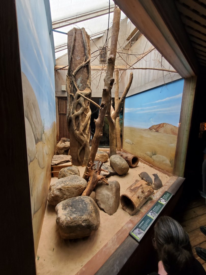 Banded Mongoose Habitat - August 2021