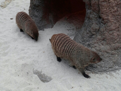 Banded Mongoose in the Lost Valley attraction