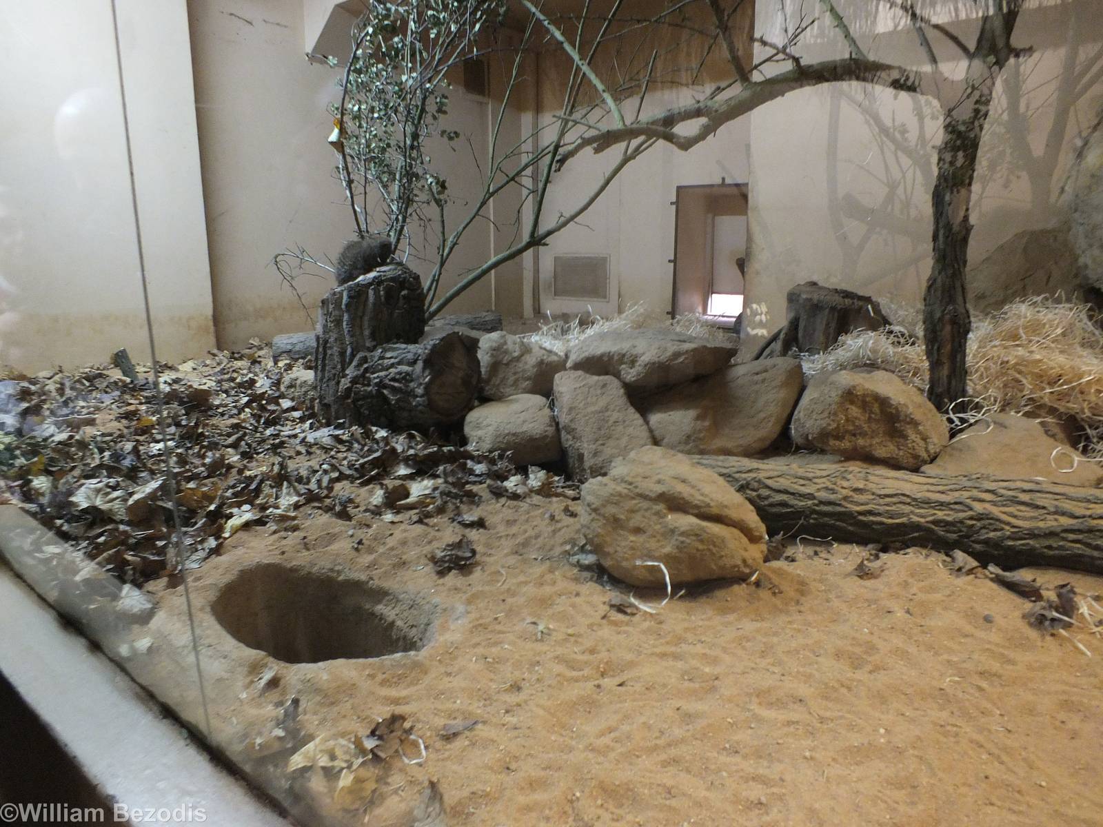 Banded Mongoose Indoor Enclosure