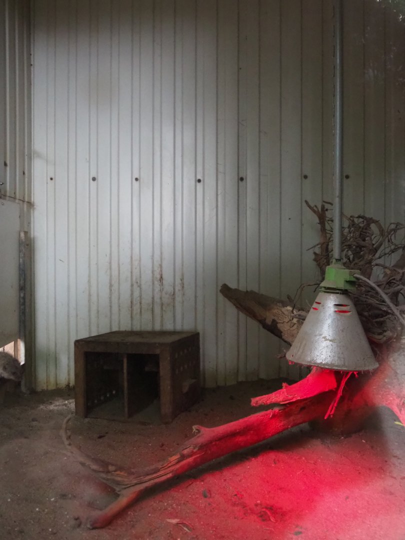 Banded mongoose indoor housing, 2019-05-25