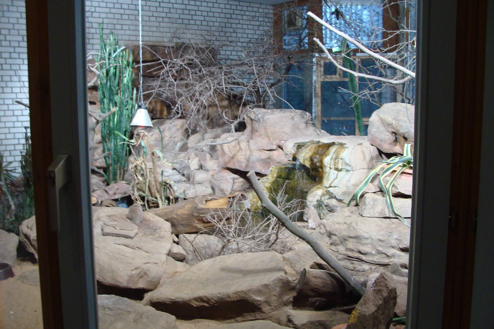 banded mongoose indoor