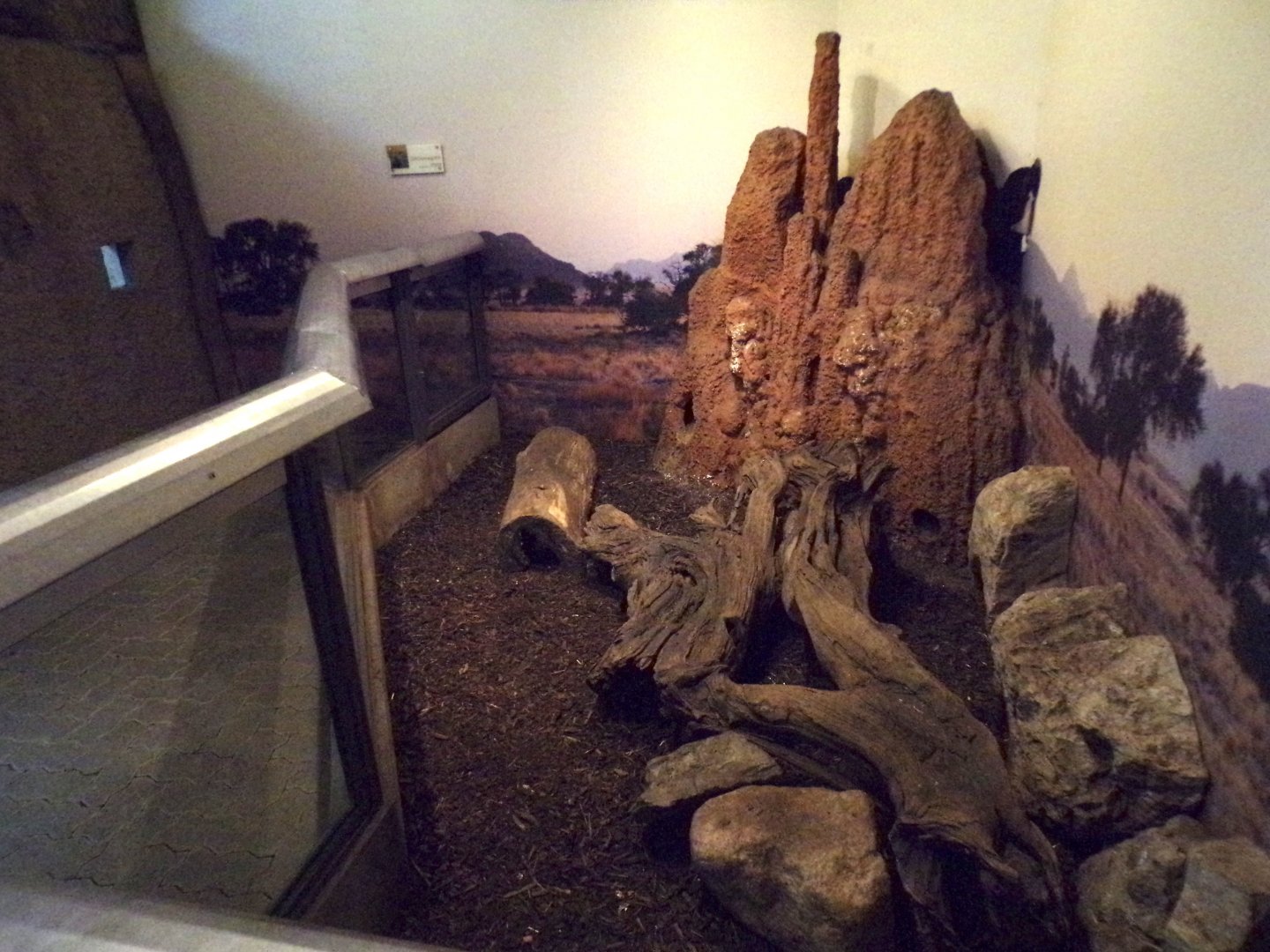 Banded mongoose indoors 13.7.25