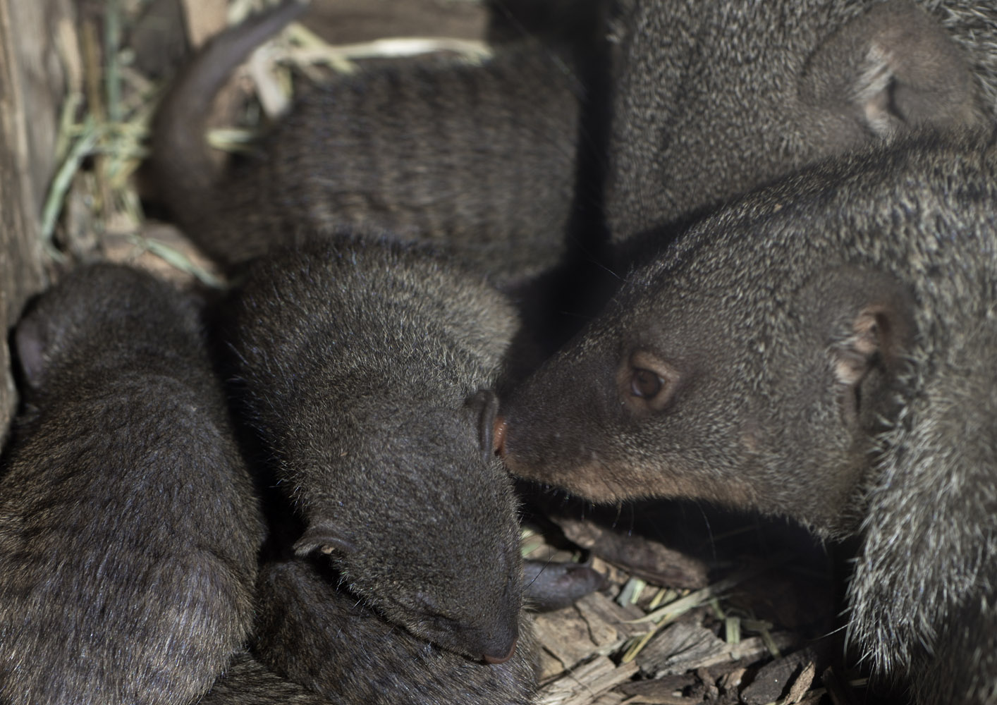 Banded mongoose litter