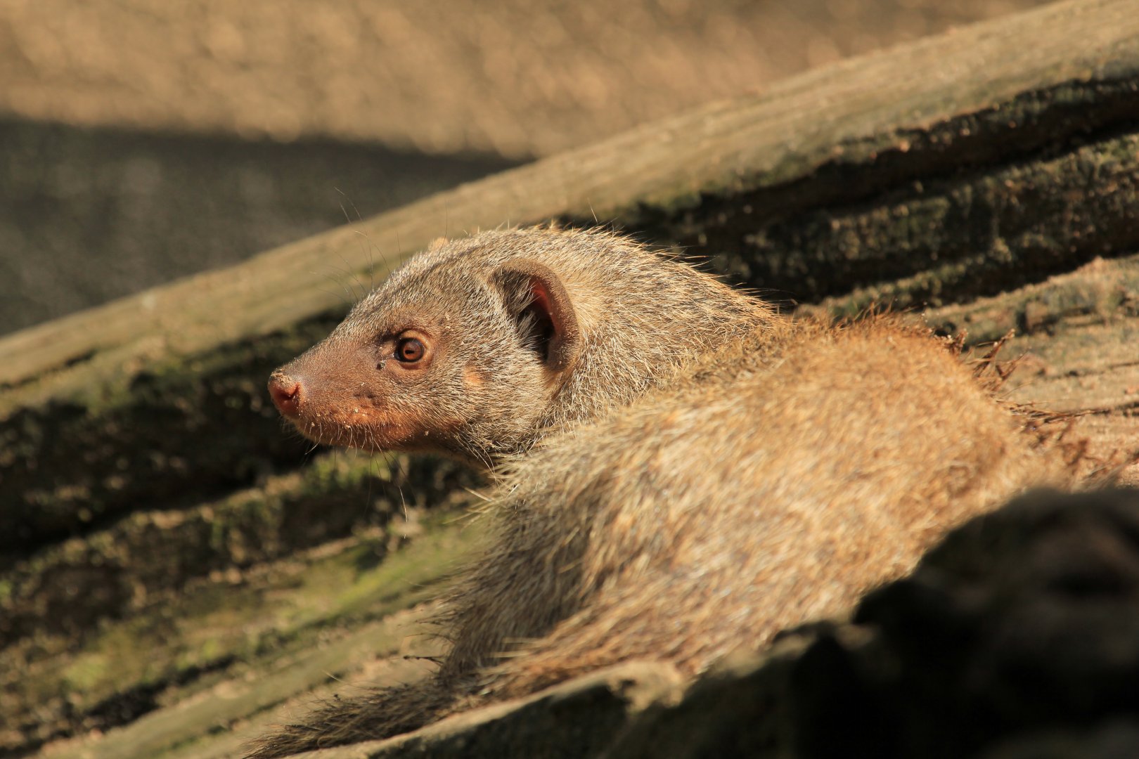 Banded mongoose (May 2018)