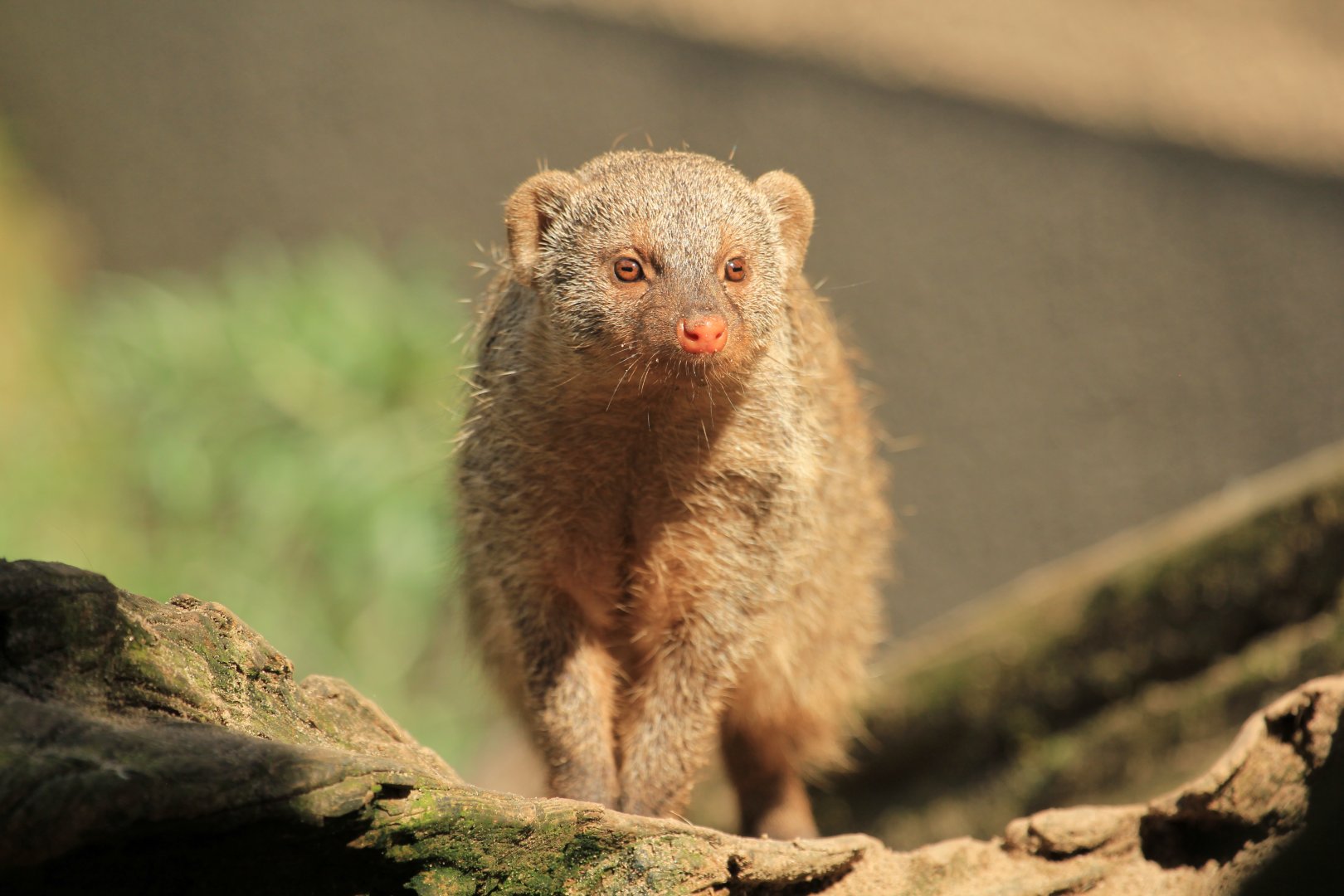 Banded mongoose (May 2018)