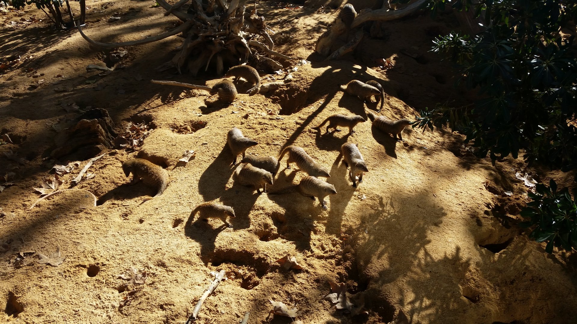 Banded Mongoose mob, October 2017