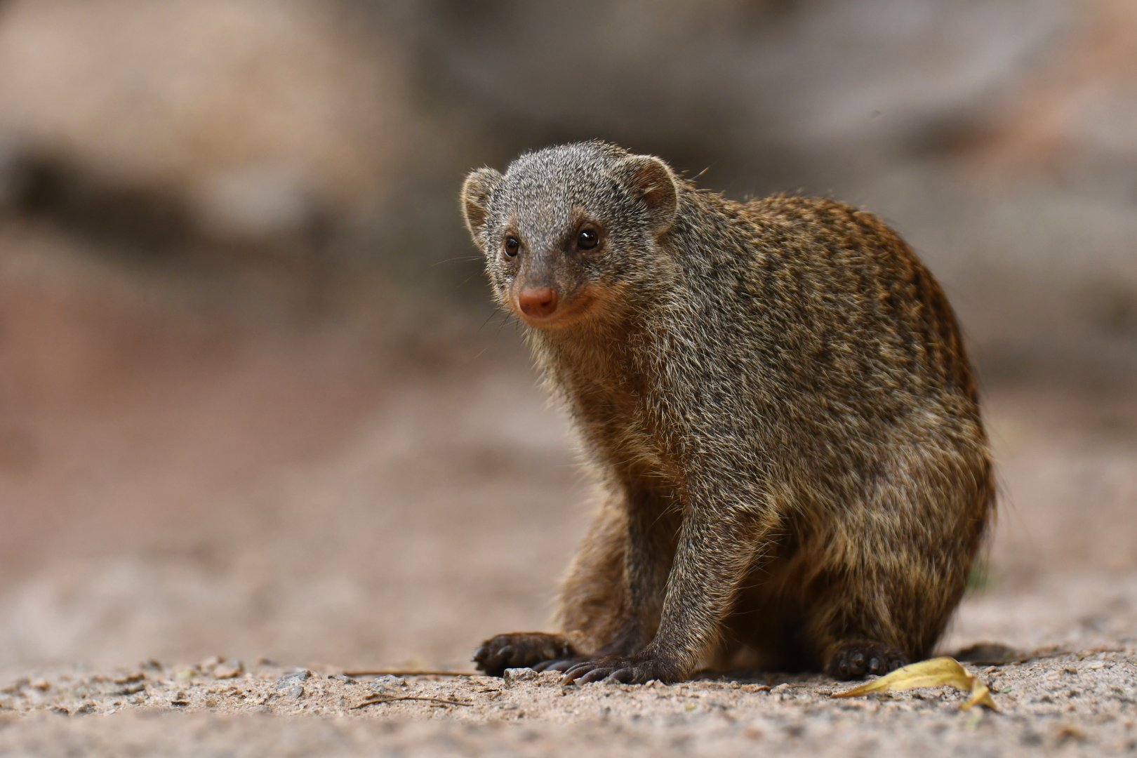 Banded mongoose (Mungo mungo)