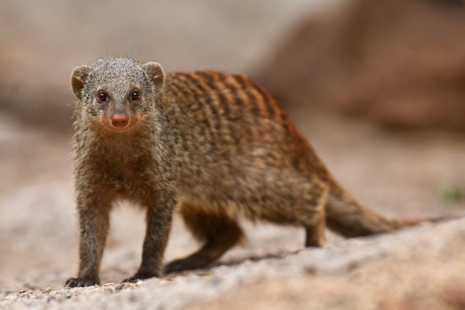 Banded mongoose (Mungo mungo)