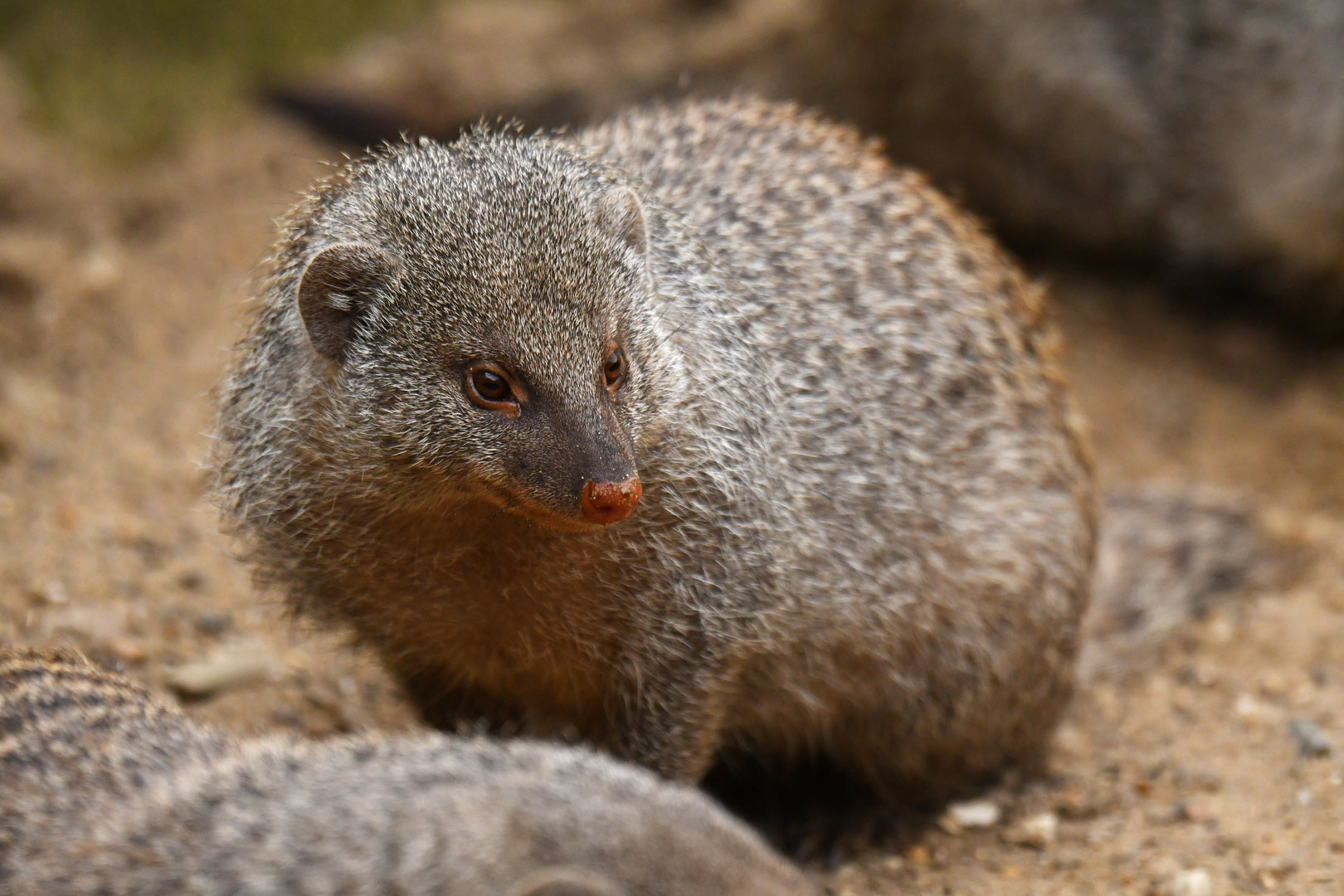 Banded mongoose (Mungo mungo)