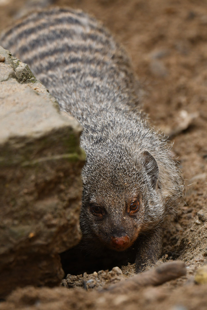 Banded mongoose (Mungo mungo)