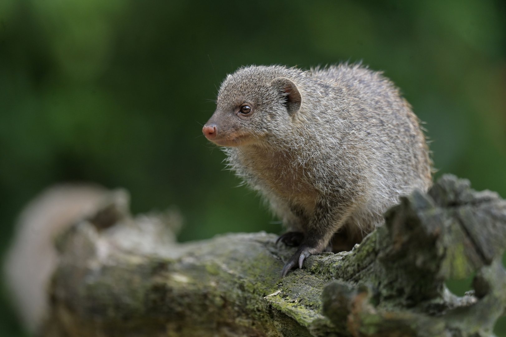 Banded mongoose (Mungo mungo)